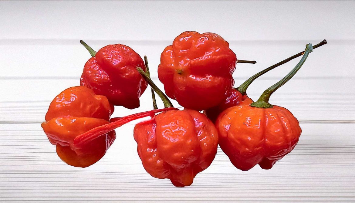 Trinidad Moruga Scorpion: The World’s Fiercest Chili Explored