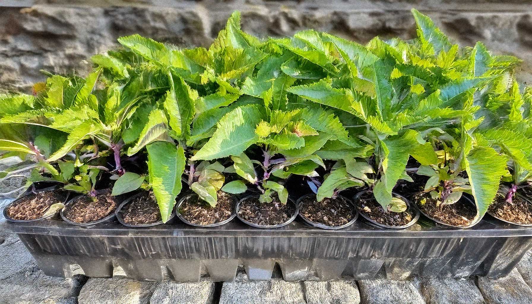 Young Trinidad Moruga Scorpion plants growing in small pots under sunlight